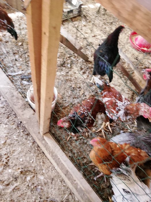 Vând familie de Jersey gigant trio si cocosi pinta australiană