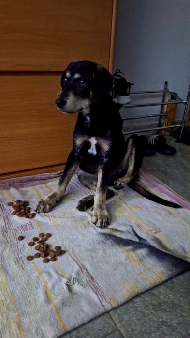 Scooby isi cauta o familie iubitoare