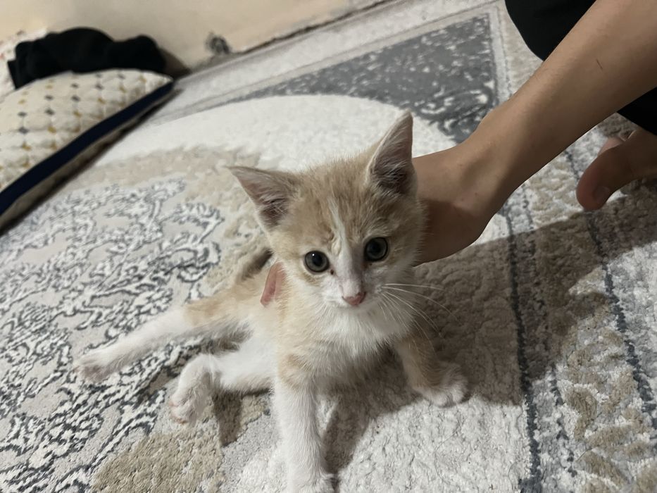 Котенок отдам даром