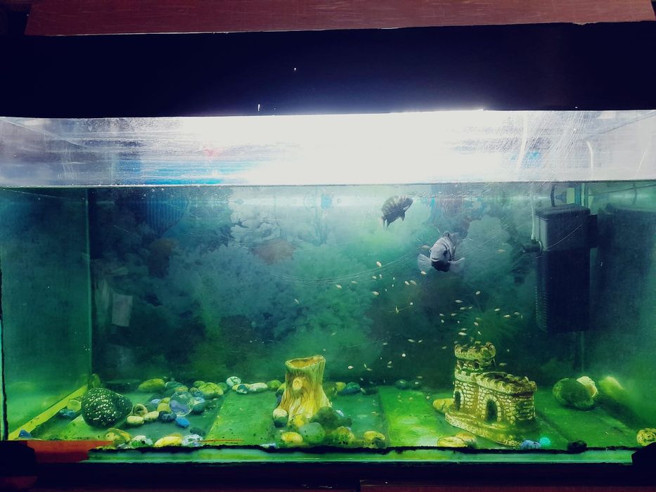 Аквариум с рыбками