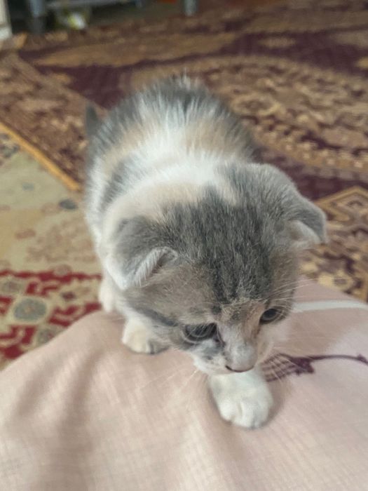 Кошка шотландская