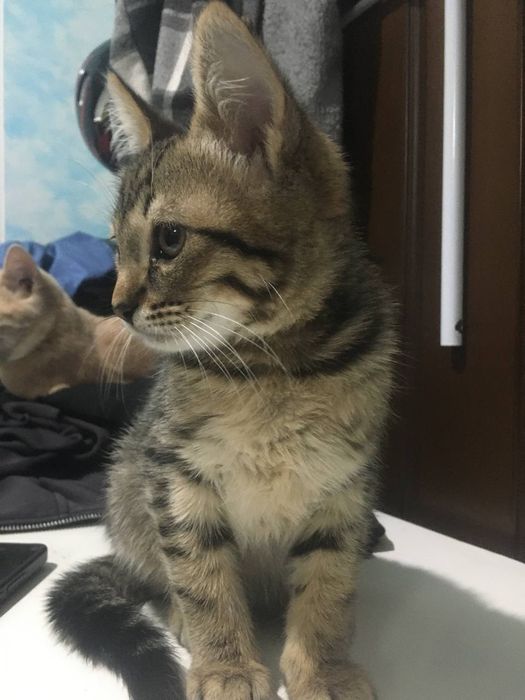 котенок в добрые руки