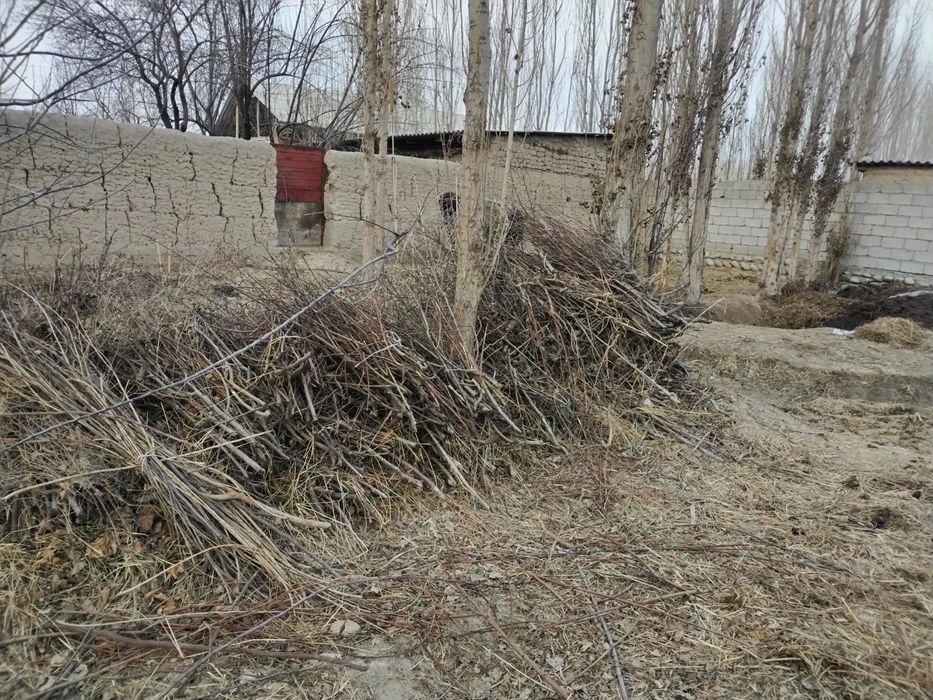 O'tin bor quruq va hol