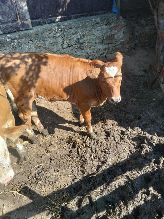Vând vițelușă de 3 luni jumate