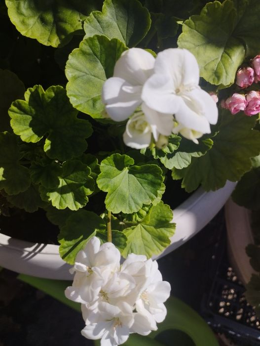 Продам пеларгонию