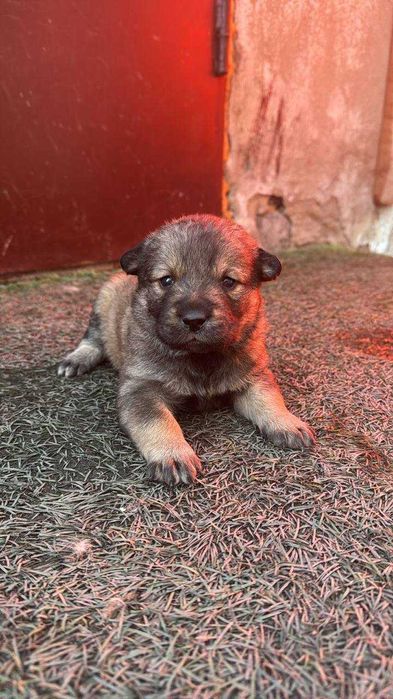 Отдам щенков в хорошие руки