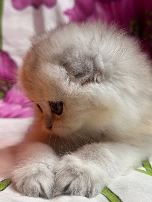 Продаётся котёнок скоттиш фолд!