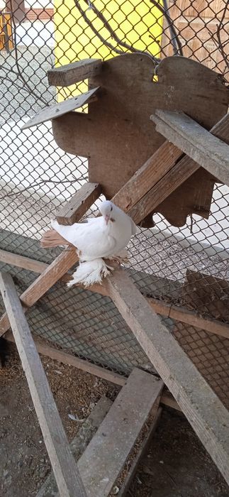 Породам голубей домашних