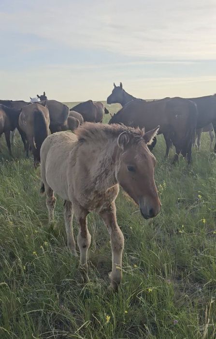 Кула башкир айгыр сатылады!