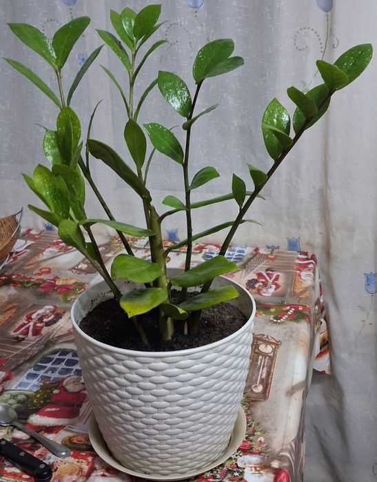 Продам Долларовое дерево