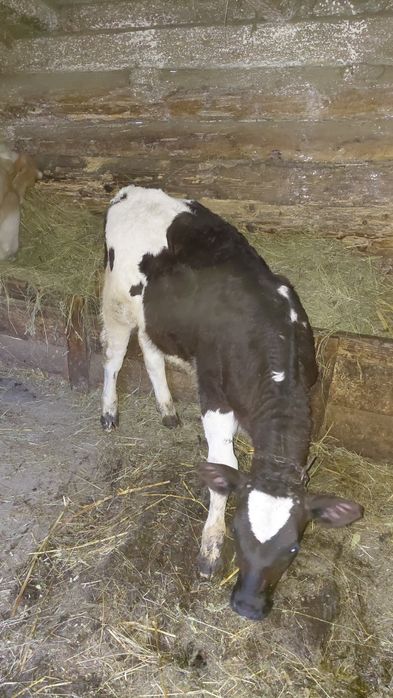 Vand vitel.        .