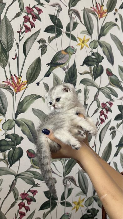 шотладские котята