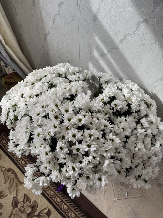 Продам цветы актобе