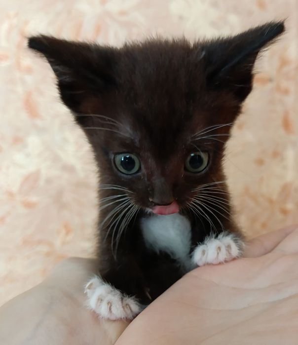 Отдам котят в добрые руки
