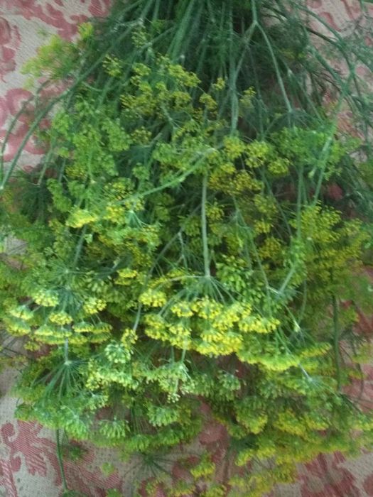 Продам семена укропа стакан 250 мл.