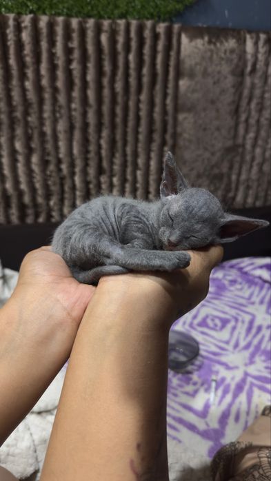 Котята сфинсы девочки