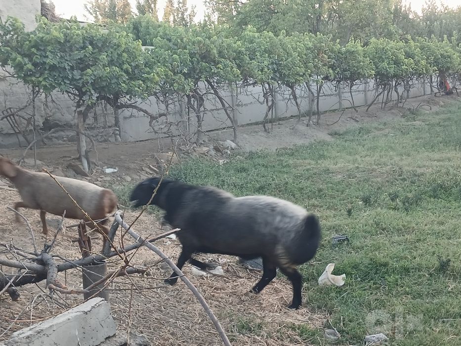 Зотли кучкор сотилади
