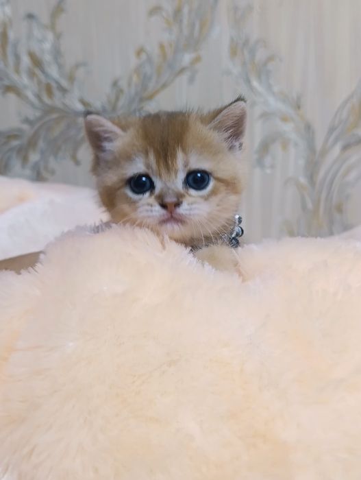 Котята золотые шиншиллы!