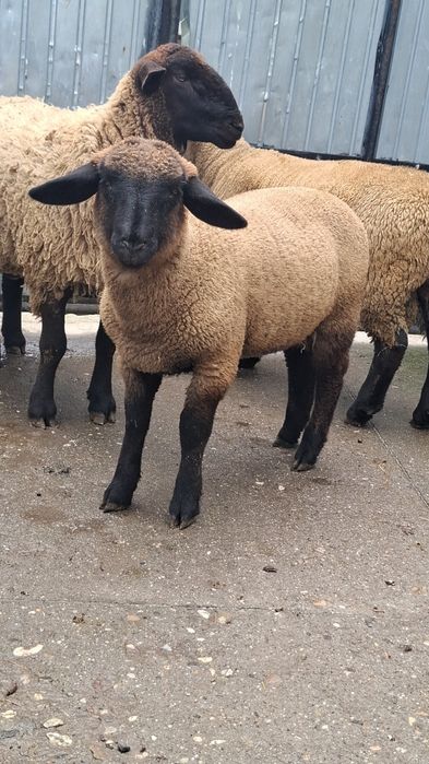 Vând berbecuți  suffolk