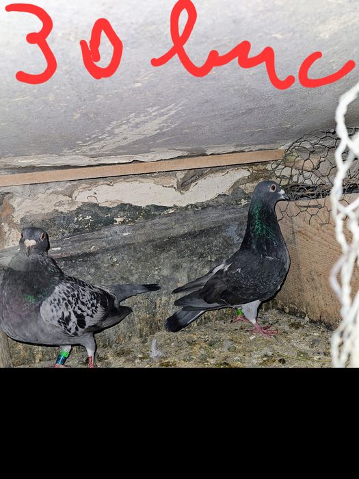 Vand porumbei voiajori !