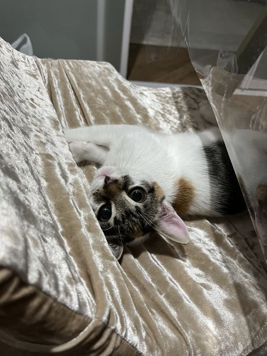 Отдам даром маленького котенка
