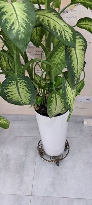 Gullar uchun rolikli padstavkalar/подставка для цветов ролики