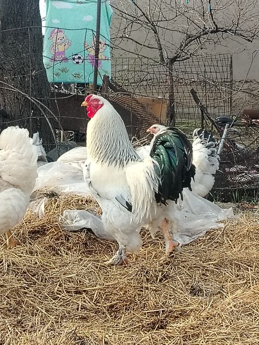 Брама қораз сатылады!