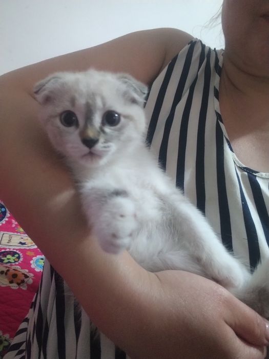 Котенок-девочка 2месяца-Скоттиш-фолд