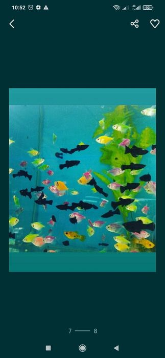 Рыбки в Афалине. Навои Торайгырова