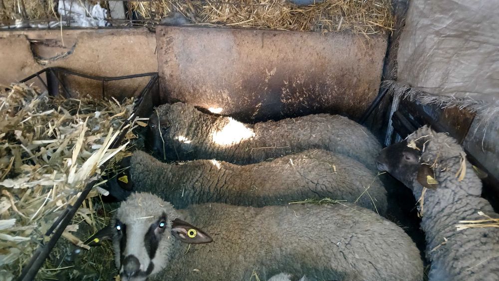 Oi sterpe de vanzare