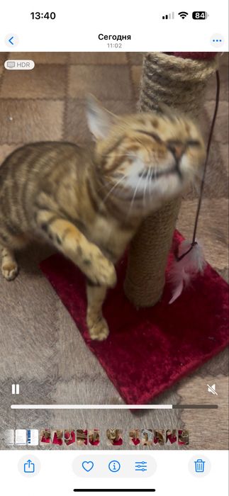 Бенгальскя кошка