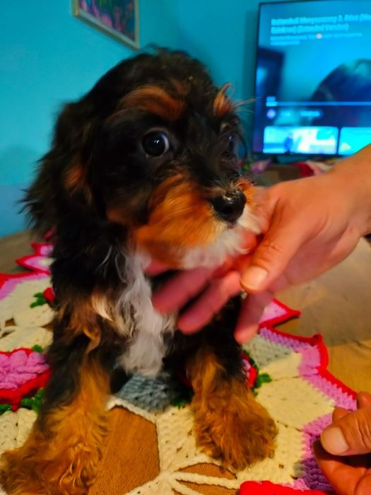 Cavapoo Baetel disponibil