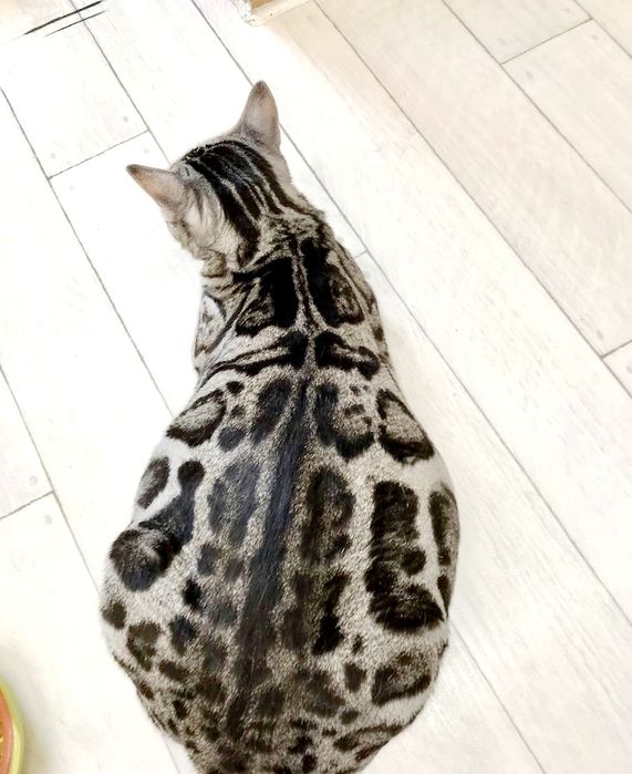 Серебро Бенгалы !!! Окрас- Барса