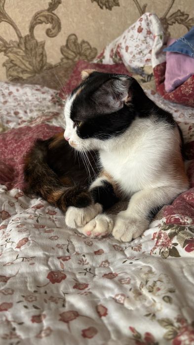 Кошка лапоухая скотиш Фолл