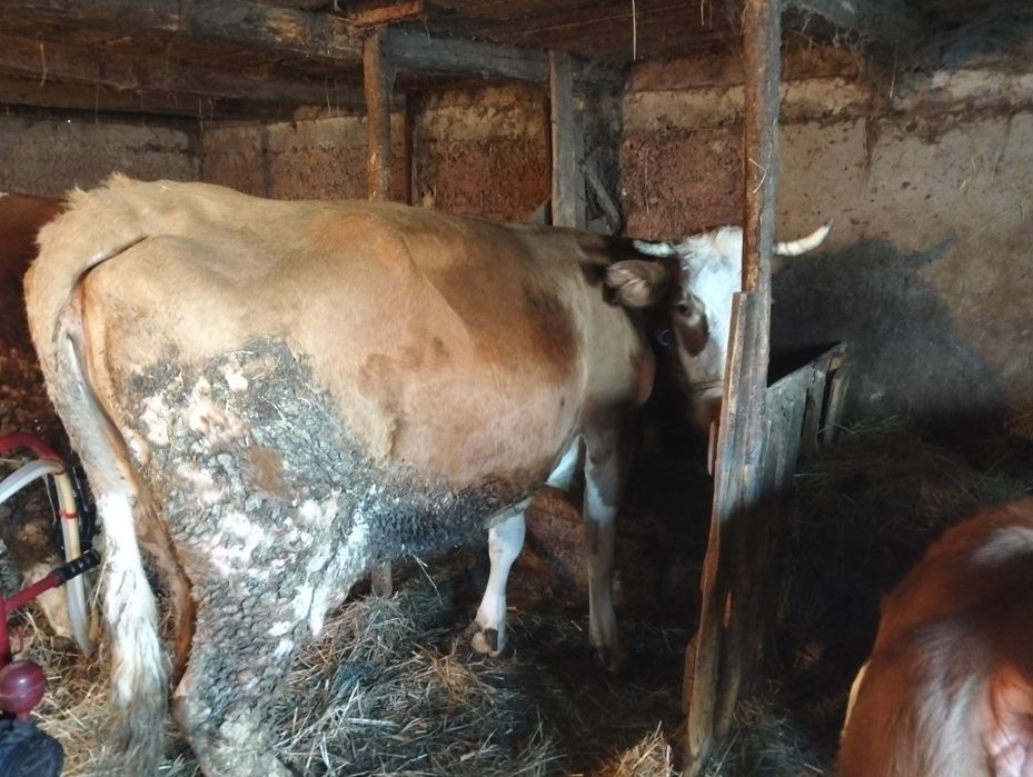 Vind vaca gestantă de 6luni Cu vitea de 3luni 15 l de lap 15000 neg