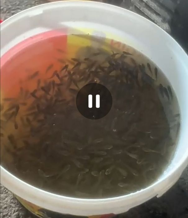 Личинки, Мальки.