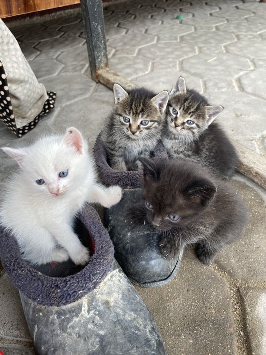 Котята бесплатно