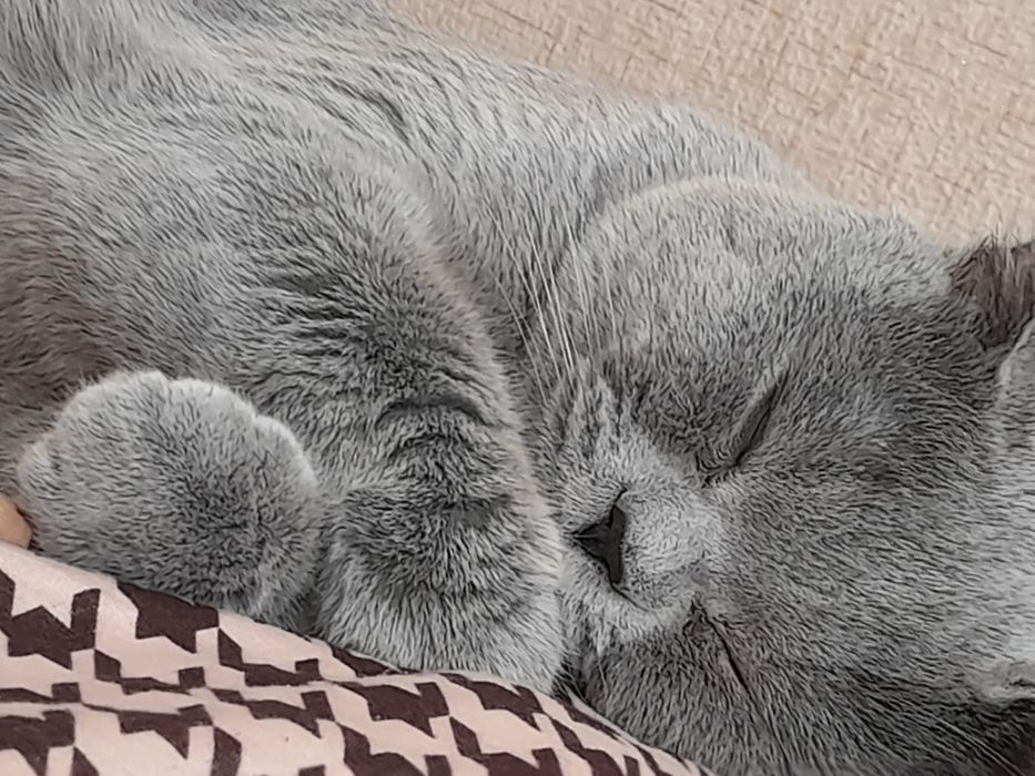 Кот британец ищет кошечку для вязки