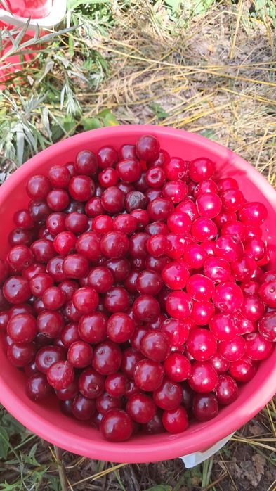Продам спелую вищн в Астана