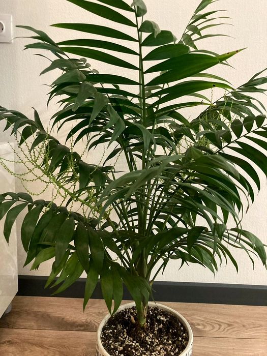 Продам пальму Хамедорею