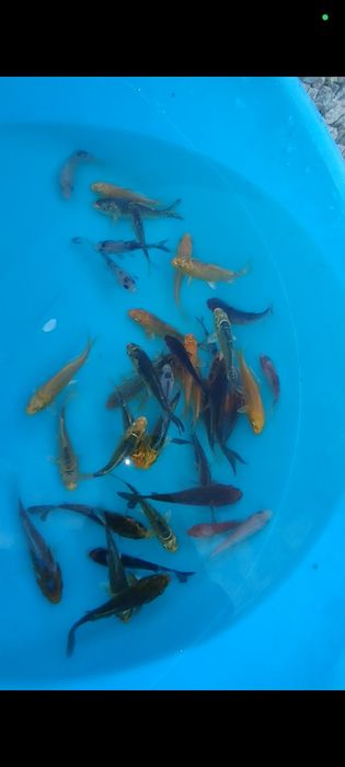 Crapi koi simpli și vualati