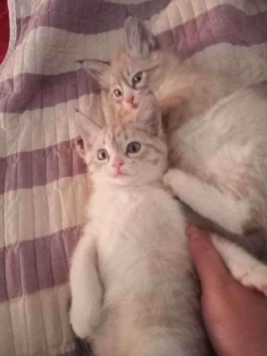 Чистокровные сиамские котята