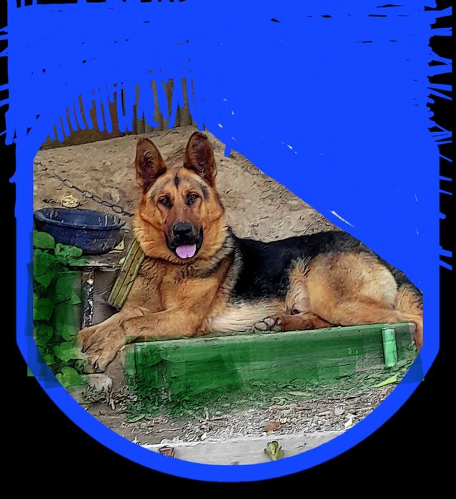 Собака немецкий авчарка