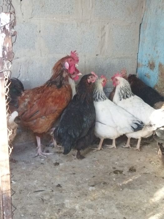 Продам куры домашние