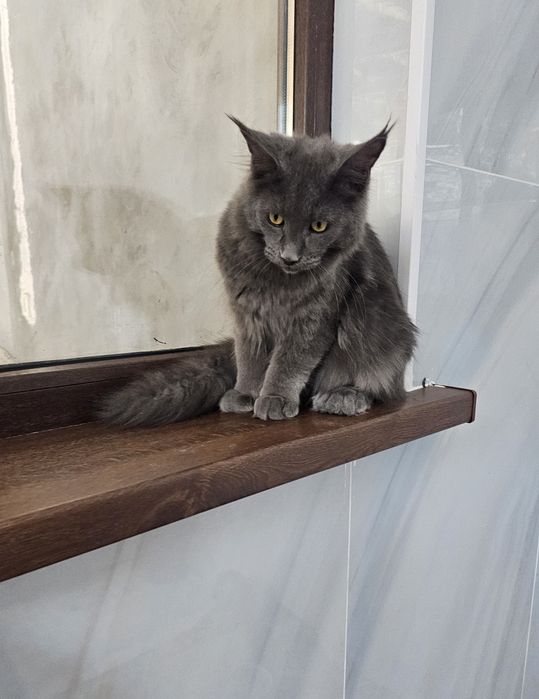 Кот и кошка мейнкуны