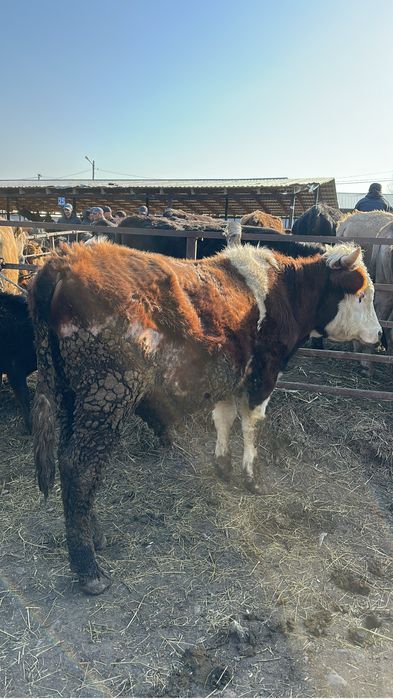 Продам быка срчоно здоровый