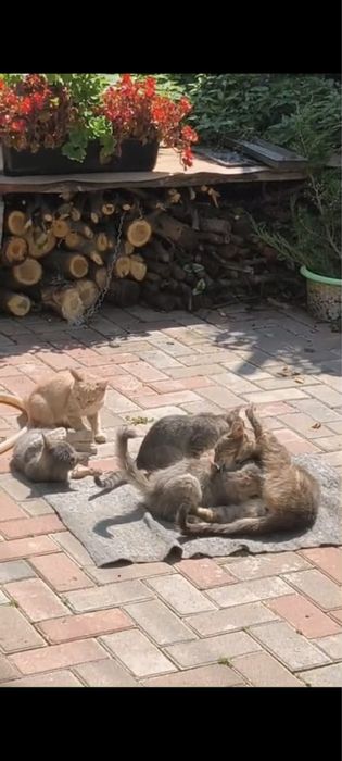 Котята крысоловы
