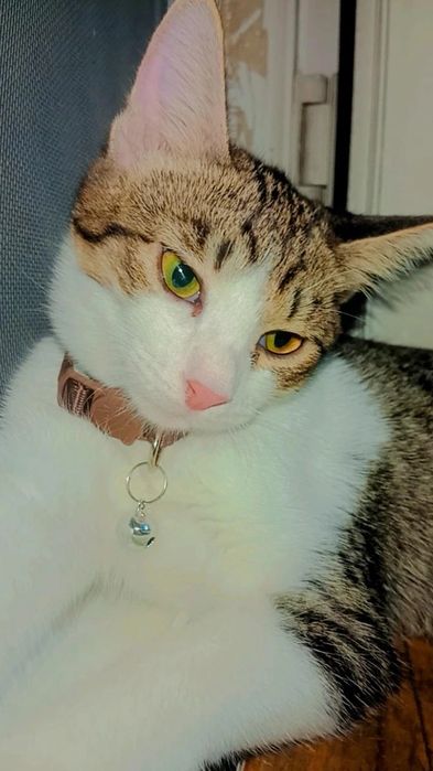 Очень красивые котятки