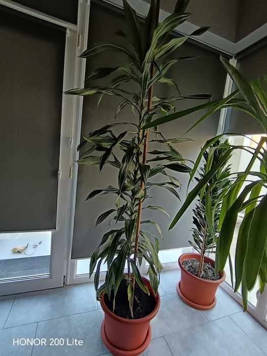 Plante verzi tot timpul