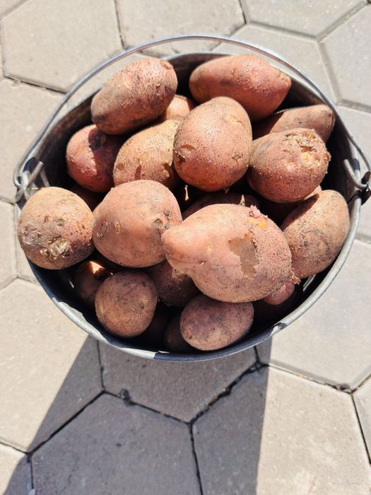 Продам ведро свежей картошки